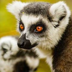 It's Portrait of a Ring-tailed lemur in Madagascar