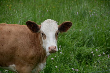 One  cow from the side stands on the pasture