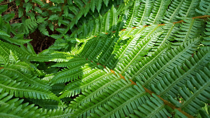 한라산 둘레길 천아숲길 고사리과 고비
