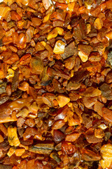 Close up. Background, texture.     Orange, brown and yellow natural, raw amber stones  found on the Polish cost of the  Baltic Sea   
