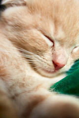 Scottish Fold, British Shorthair kitten sleeping in basket at home. Little cat portrait.
