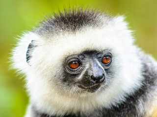 It's Cute funny face of an African lemur