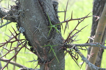 Acacia large thorns