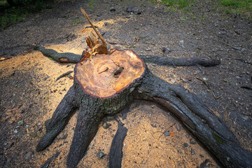 Slice of wood and a remaining part of a cut down tree in the ground.