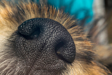 Close up detail of a puppy dog nose