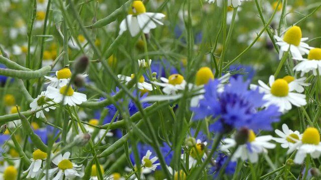 Baltic Sea. Cornflowers, flower field.
