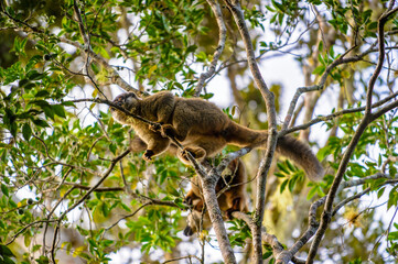 Lemurs in Madagascar