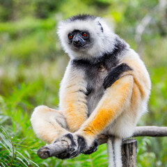 Lemurs in Madagascar