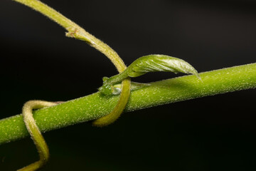 Close up detail of a green bud on a young plant, with small vine, isolated on black background