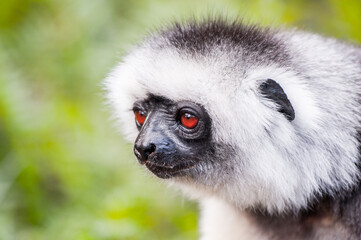 Lemurs in Madagascar