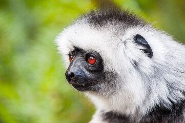 Lemurs in Madagascar