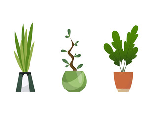 Collection of indoor house plants in pots. Home decorative and deciduous plants in a flat style. Isolated elements on white background