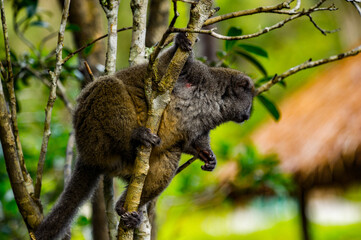 Lemurs in Madagascar