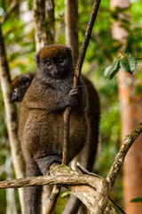 Lemurs in Madagascar