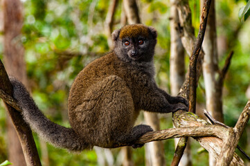 Lemurs in Madagascar