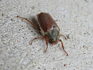 May beetle (lat. Melolontha) - the main pest of the garden