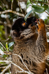 Lemurs in Madagascar