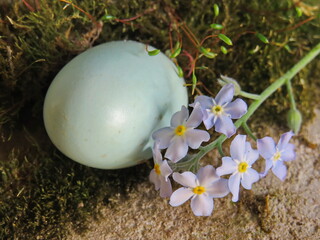 Composition with wild bird egg and flowers on a moss