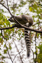 Lemurs in Madagascar