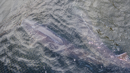 Sturgeon was caught in a network of fishermen. Fishing and caught fish. Food withdrawals on an...