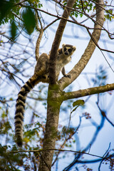 Lemurs in Madagascar