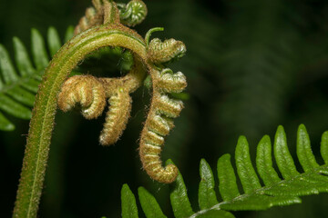 Green fern leaf and curling bud with dark background