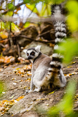 Lemurs in Madagascar