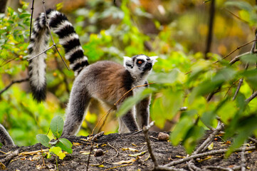 Lemurs in Madagascar