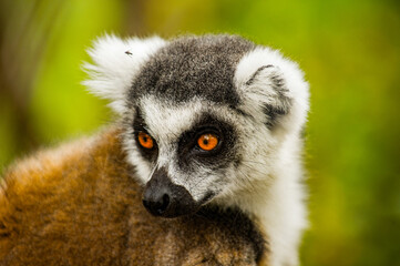 Obraz premium Lemurs in Madagascar