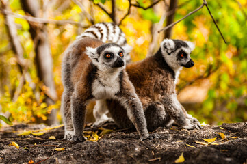 Lemurs in Madagascar