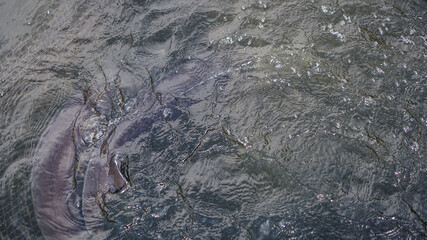 Sturgeon was caught in a network of fishermen. Fishing and caught fish. Food withdrawals on an industrial scale. Stock background for design.