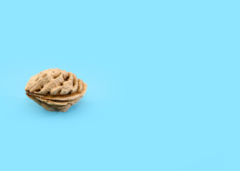One peach seed on a blue background. Copy of space.