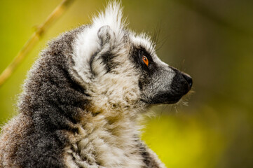 Naklejka na ściany i meble Lemurs in Madagascar