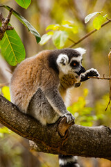 Lemurs in Madagascar