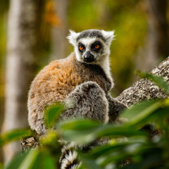 Lemurs in Madagascar