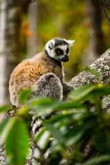 Lemurs in Madagascar