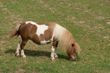 piccolo cavallo mentre pascola sull'erba