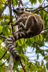 Lemurs in Madagascar