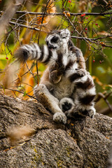 Lemurs in Madagascar