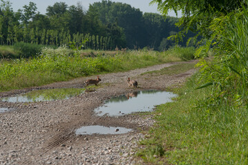 conigli selvatici vagano per la campagna