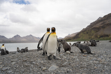 Group of king penguins and fur seals in Fortuna Bay, Antarctica.