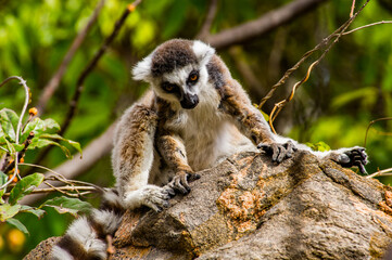 Lemurs in Madagascar