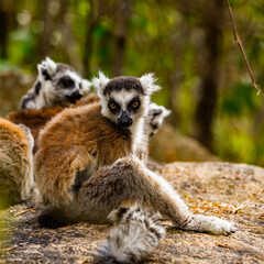 Obraz premium Lemurs in Madagascar