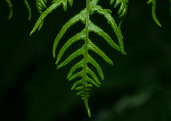 Close up of fern leaf isolated on a dark background