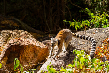 Lemurs in Madagascar
