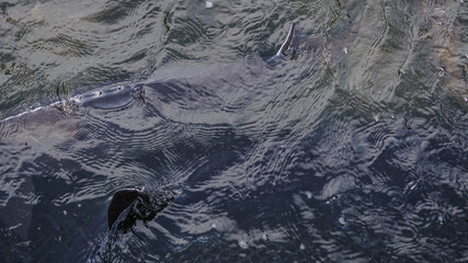 Sturgeon was caught in a network of fishermen. Fishing and caught fish. Food withdrawals on an industrial scale. Stock background for design.