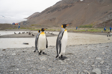 King penguin in Fortuna Bay, Antarctica.
