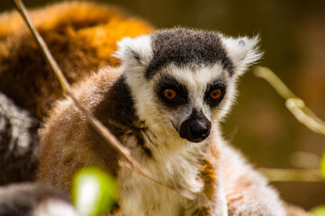 Fototapeta premium Lemurs in Madagascar