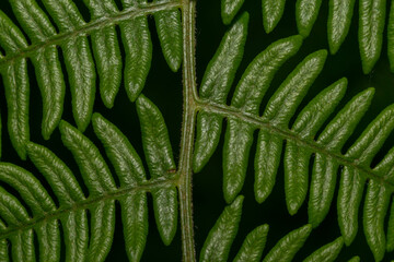 Detail of a fern showing beautiful pattern, with black backdrop