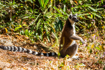 Lemurs in Madagascar